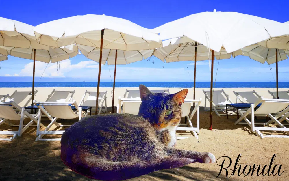 Rhonda - Domestic Short Hair