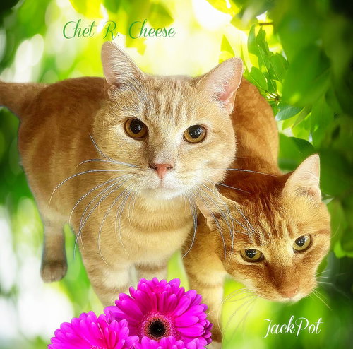 Chet R. Cheese, Adult Domestic Short Hair (short coat), cat for adoption in Manassas, Virginia