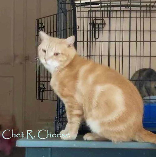 Photo 3 of Chet R. Cheese