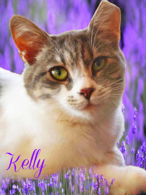 Kelly, Baby Domestic Short Hair (short coat), cat for adoption in Manassas, Virginia