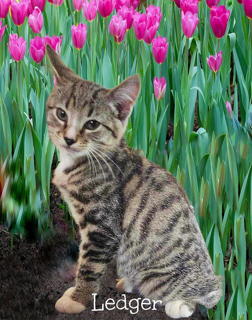 Ledger, Adult Domestic Short Hair (short coat), cat for adoption in Manassas, Virginia