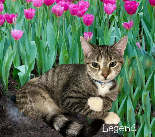 Legend, Adult Domestic Short Hair (short coat), cat for adoption in Manassas, Virginia