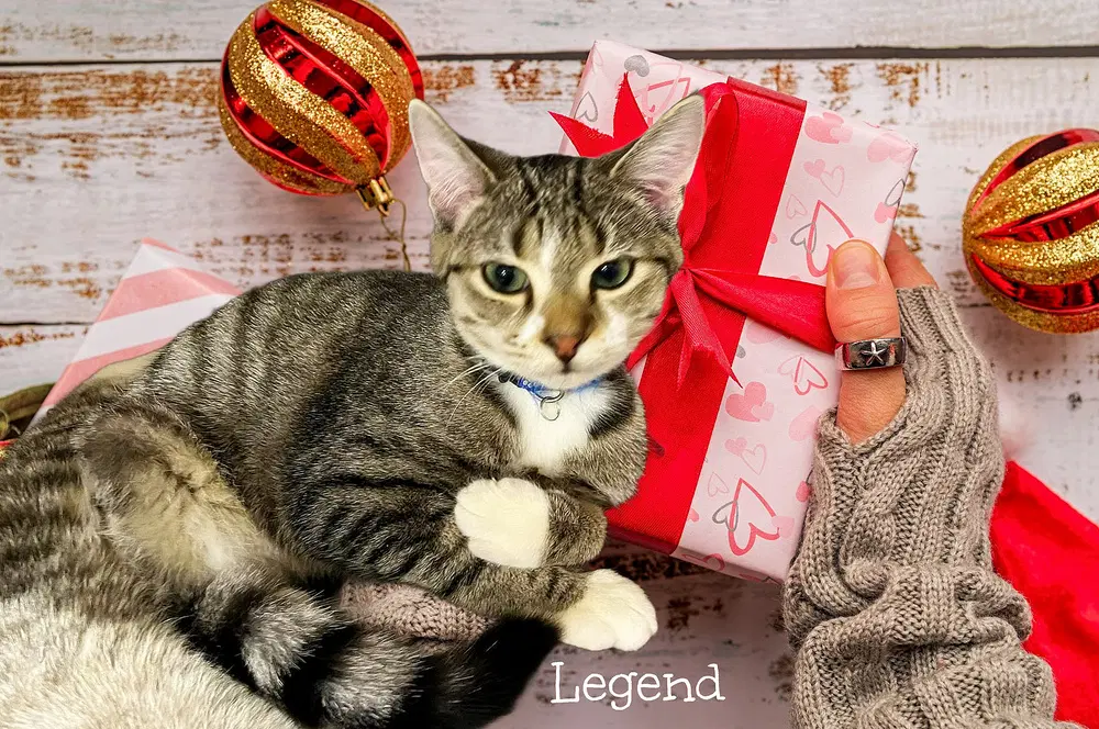 Legend image 2