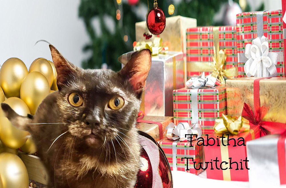 adoptable Cat in Culpeper, VA named Tabitha Twitchit