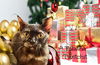 adoptable Cat in  named Tabitha Twitchit