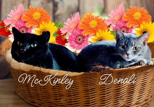 McKinley, Adult Domestic Short Hair (short coat), cat for adoption in Manassas, Virginia