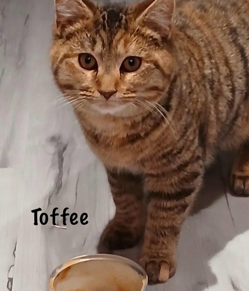 Toffee *kitten*, Baby Domestic Short Hair (short coat), cat for adoption in Manassas, Virginia