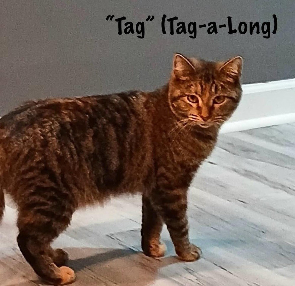 Tag-A-Long *kitten*