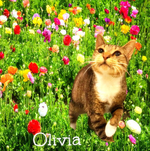Olivia, Adult Domestic Short Hair (short coat), cat for adoption in Manassas, Virginia