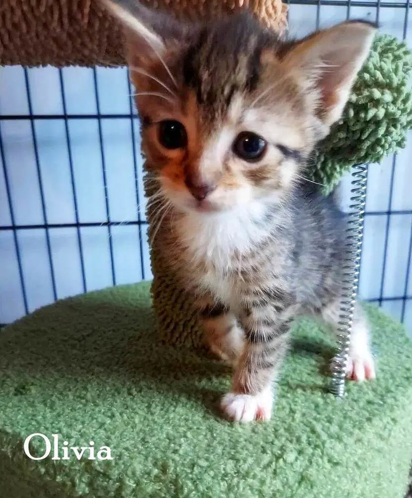 Olivia image 2