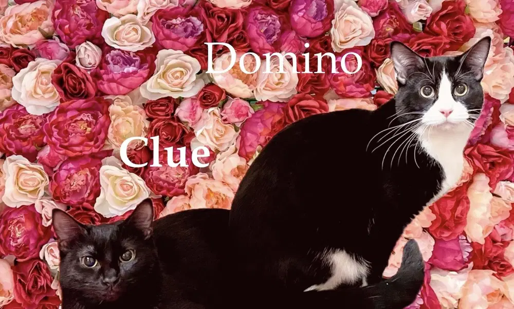 Domino - Domestic Short Hair