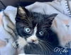 adoptable Cat in  named Milo *kitten*