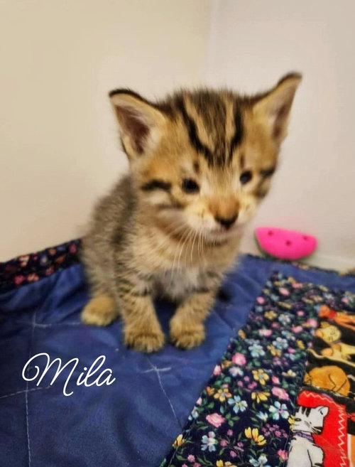 Mila  *kitten*, Baby Domestic Short Hair (short coat), cat for adoption in Manassas, Virginia