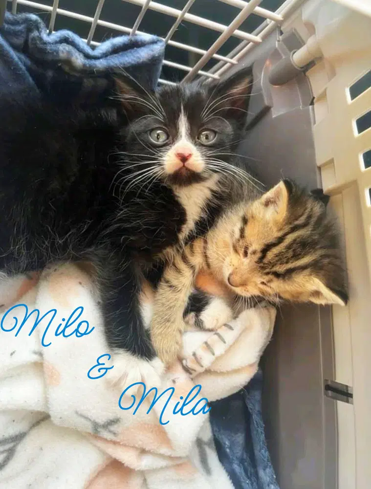 Mila Kitten image 2