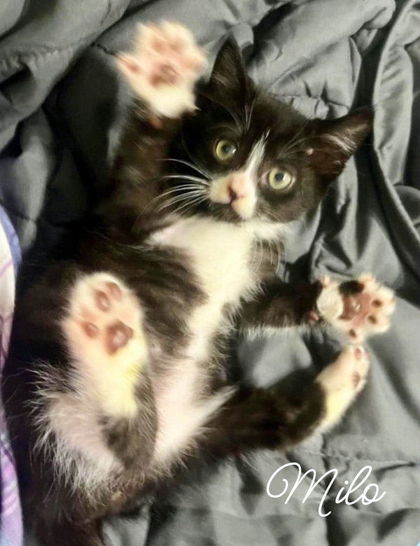 Mila  *kitten*