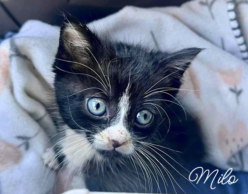 Milo *kitten*, Baby Domestic Short Hair (long coat), cat for adoption in Manassas, Virginia