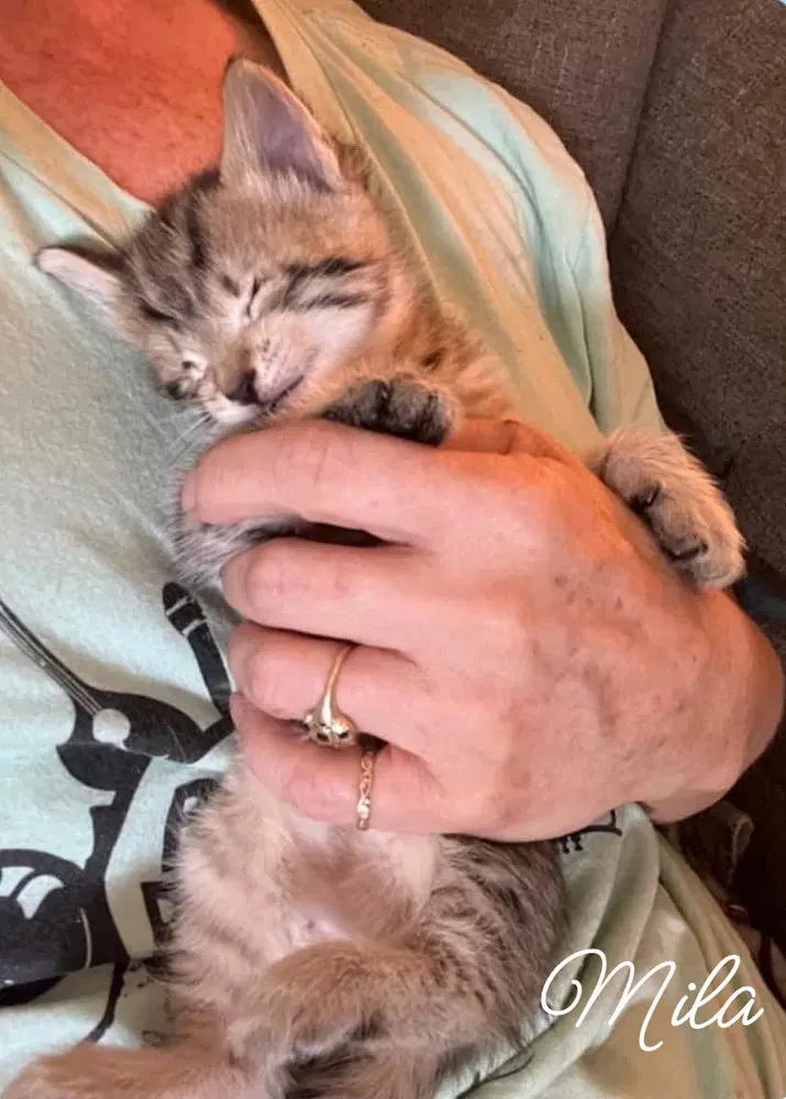 Milo Kitten image 2