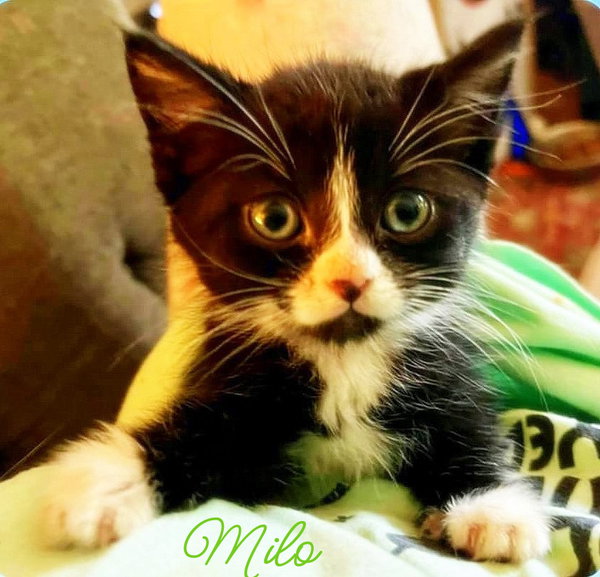 Milo *kitten*
