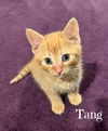 adoptable Cat in , VA named Tang *kitten*