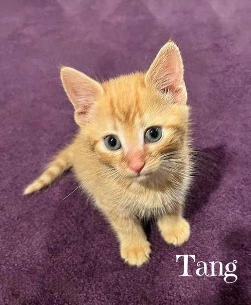 Tang *kitten*, Baby Domestic Short Hair (short coat), cat for adoption in Manassas, Virginia