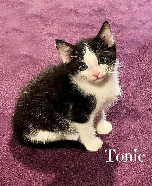 Tang *kitten*