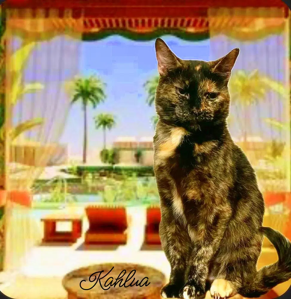 Kahlua - Domestic Short Hair