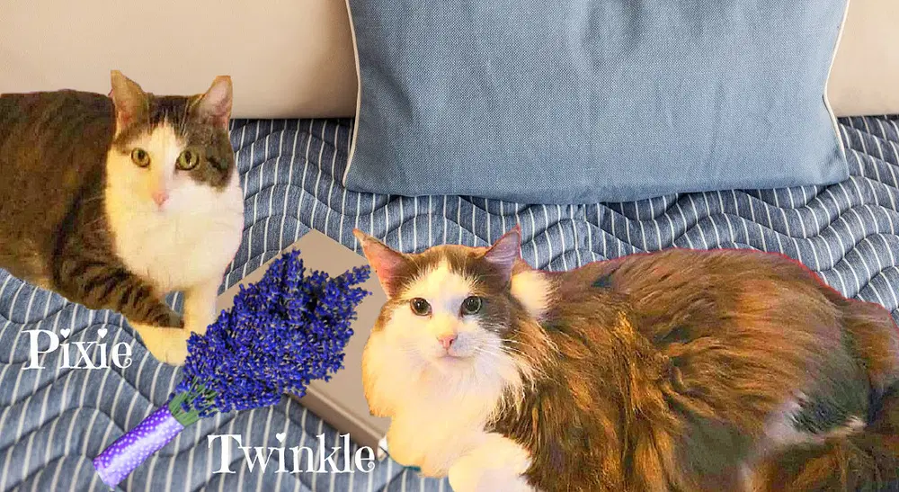 Pixie - Agean tabby