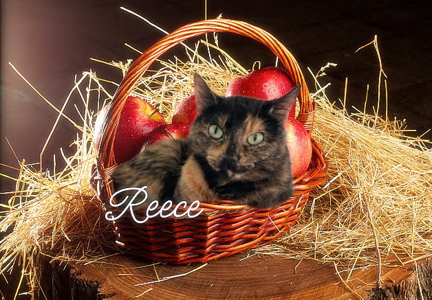 Reece