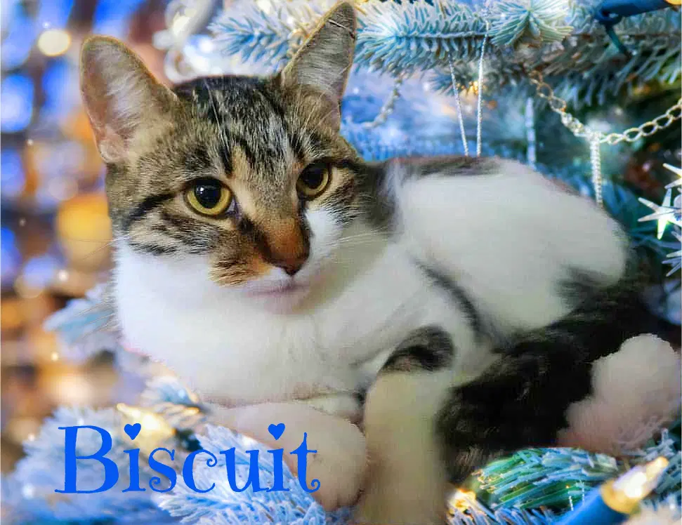 Biscuit - Aegean