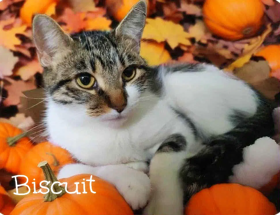 Biscuit image 2