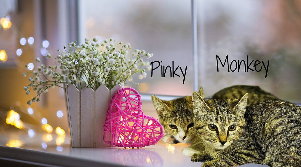 Pinky *kitten*