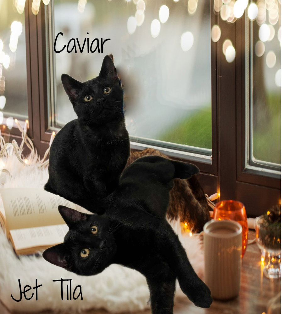 Caviar *kitten*