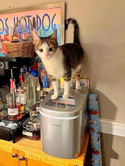 Arabella - Domestic Short Hair