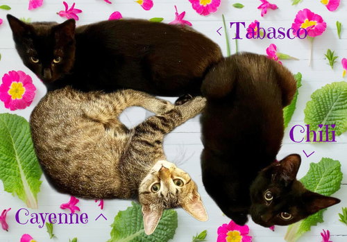 Tabasco *kitten*, Baby Domestic Short Hair (short coat), cat for adoption in Manassas, Virginia