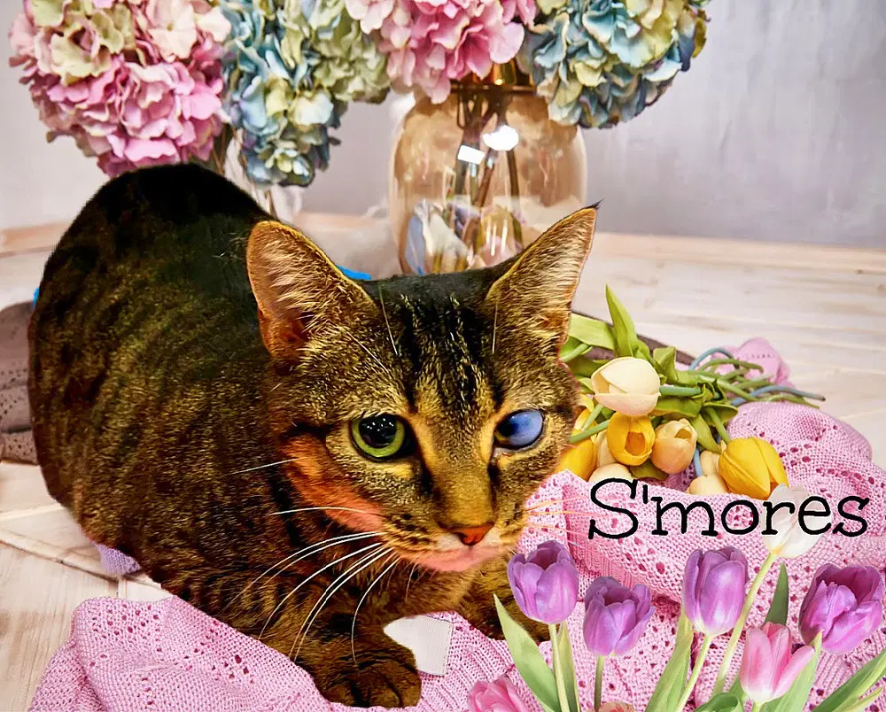 S'mores - Domestic Short Hair