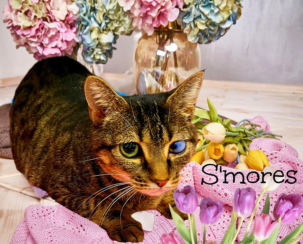 S'mores