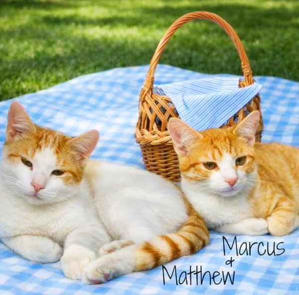 Matthew *kitten*