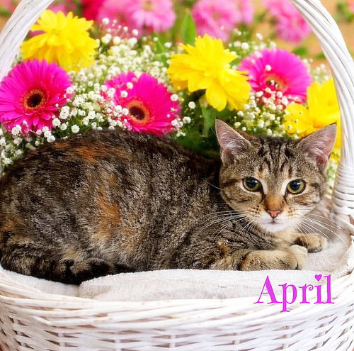 April *kitten*, an adoptable Domestic Short Hair in Culpeper, VA
