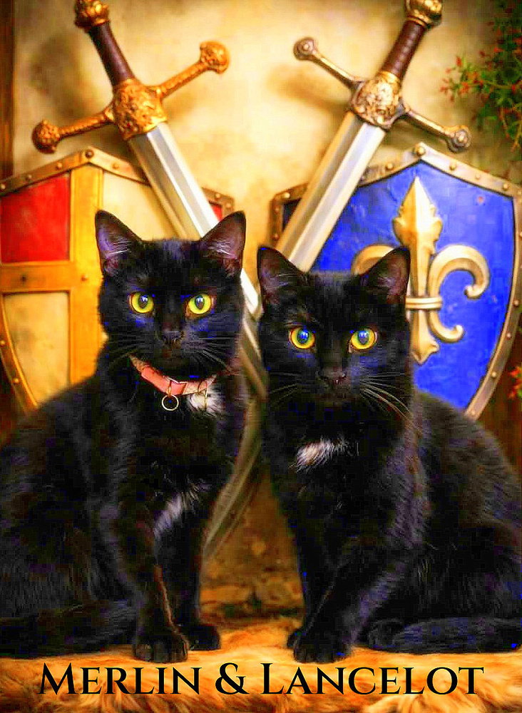 Lancelot *kitten*