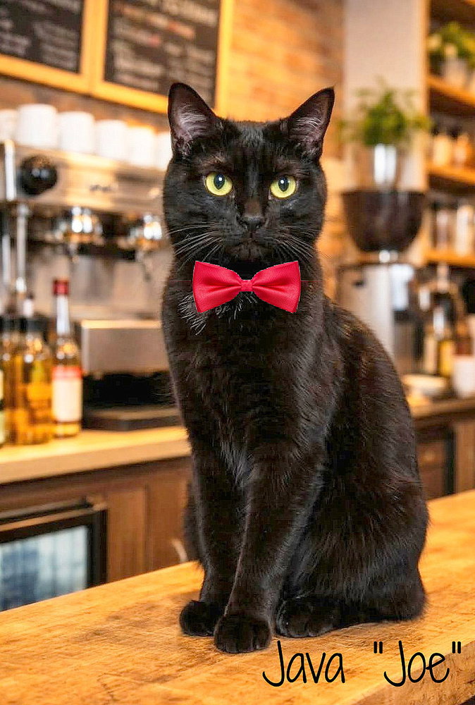 Java "Joe