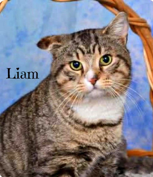 Liam, an adoptable Domestic Short Hair in Culpeper, VA