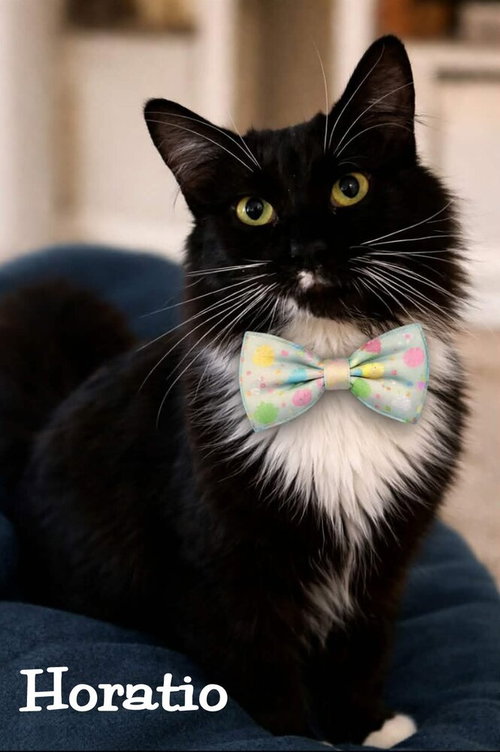 Horatio, an adoptable Domestic Long Hair in Culpeper, VA