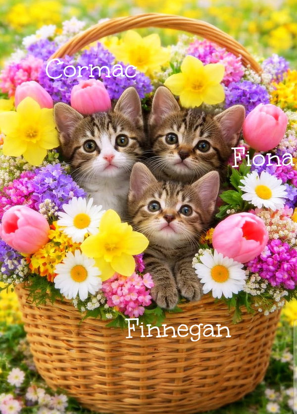 Finnegan *kitten*