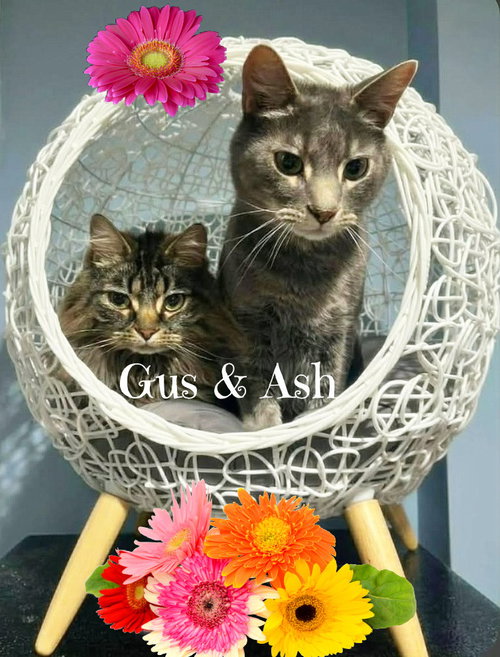 Ash, an adoptable Domestic Short Hair in Culpeper, VA