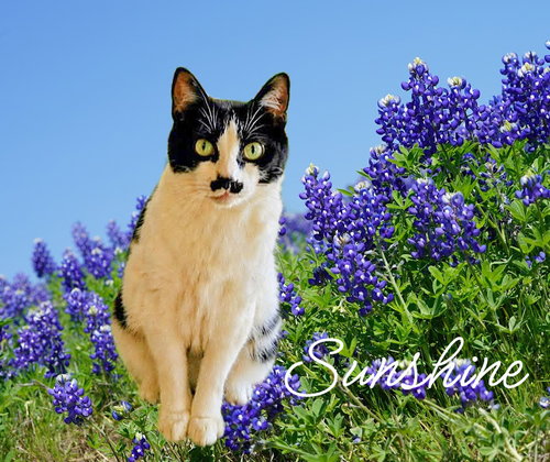 Sunshine SAFE, an adoptable Domestic Short Hair in Culpeper, VA