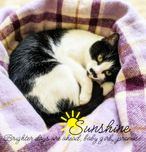 Sunshine SAFE