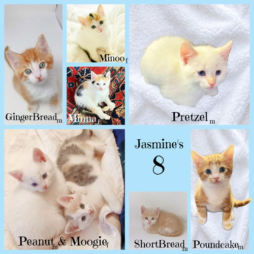 Moogie *kitten*, an adoptable Calico in Culpeper, VA