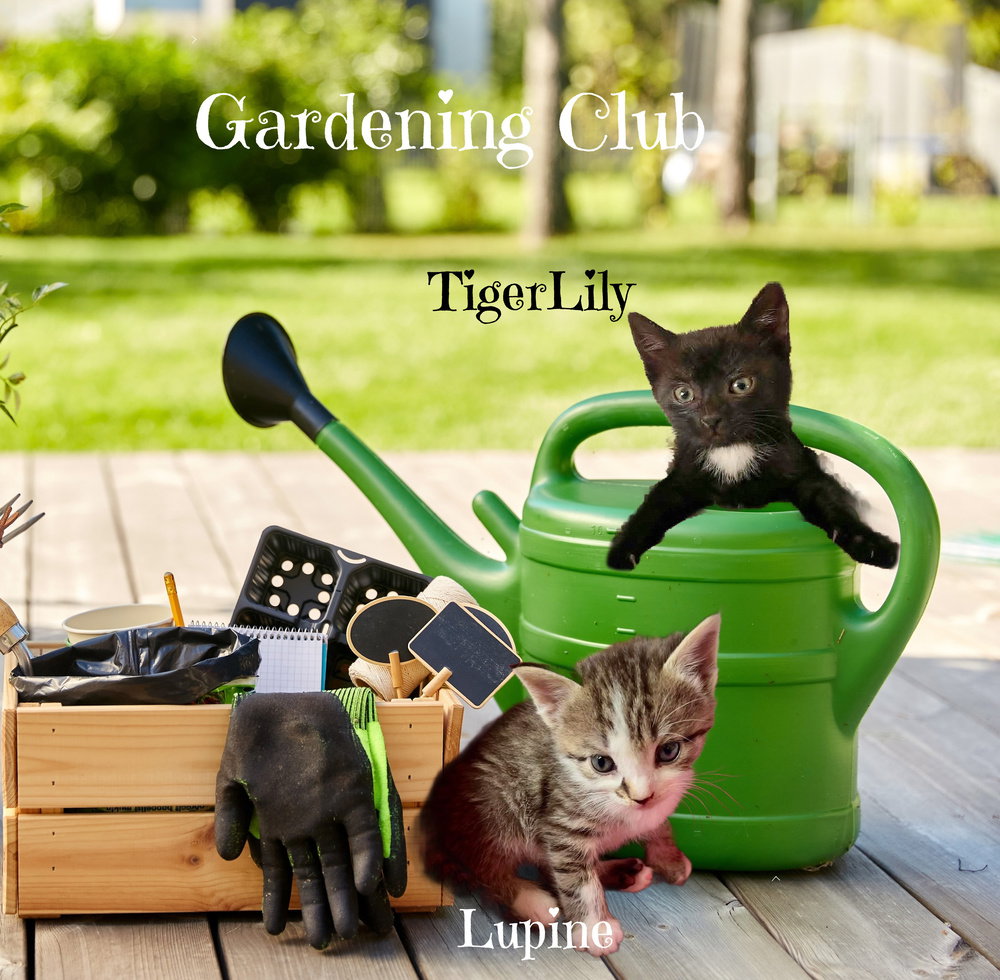 TigerLily *kitten*, cat