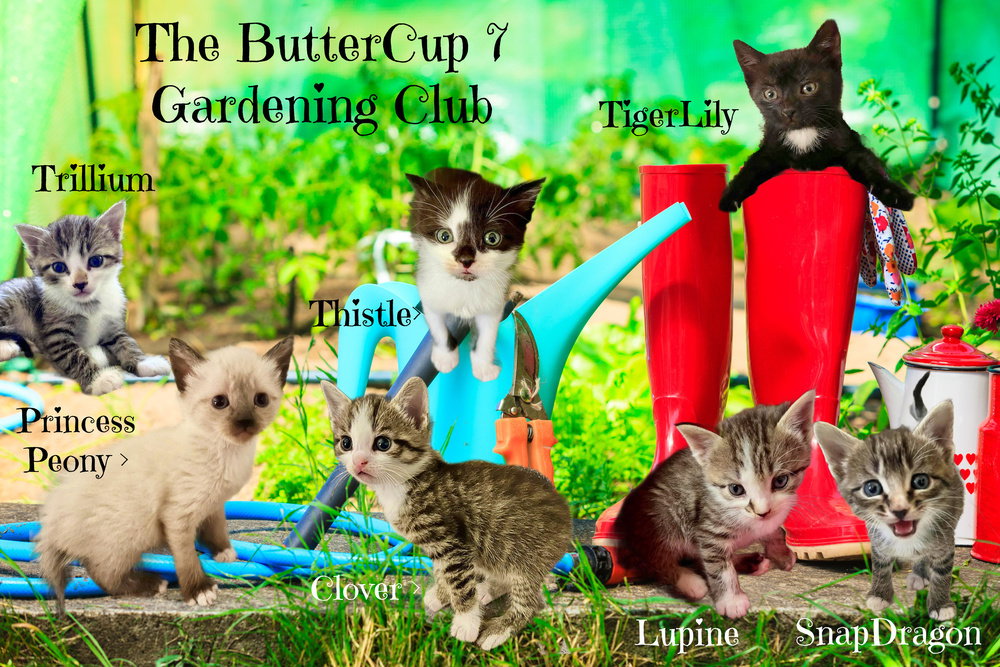 Lupine *kitten*