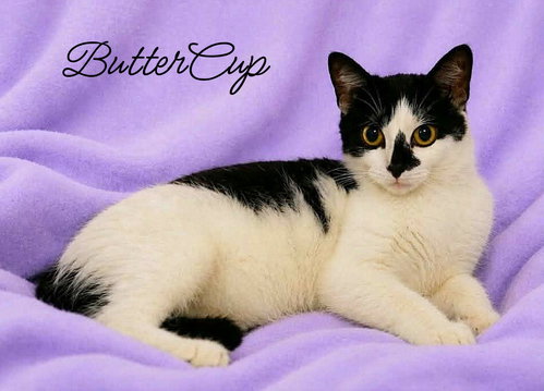 ButterCup, an adoptable Domestic Short Hair in Culpeper, VA